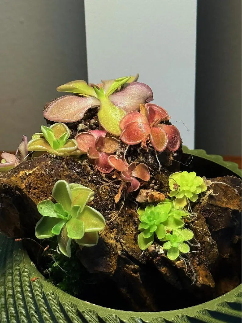 Mini Rock Display