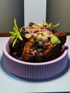 Mini Rock Display