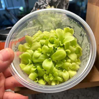 Pinguicula agnata 