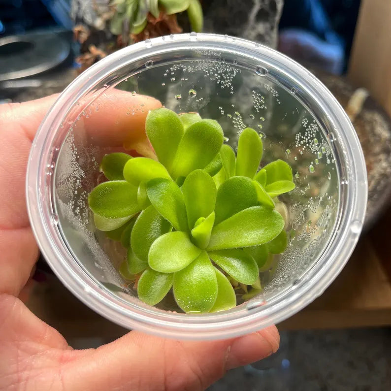 Pinguicula Ysi - Tissue Culture, Small (5.5oz) Flask