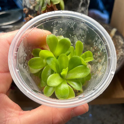 Pinguicula Ysi - Tissue Culture, Small (5.5oz) Flask