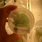 Pinguicula moranensis var. alba × emarginata - Tissue Culture,  Small (5.5oz) Flask