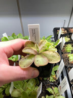 Pinguicula Razzberry Blonde