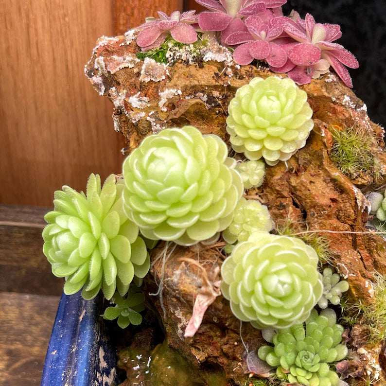 Pinguicula esseriana