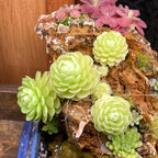 Pinguicula esseriana