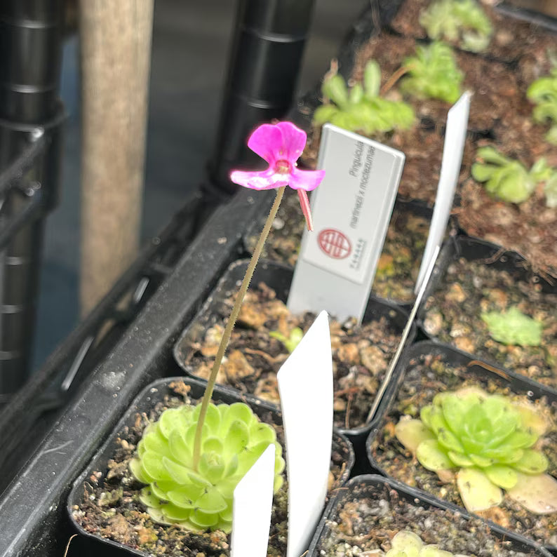 Pinguicula ehlersiae "Cotton Candy"