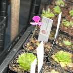 Pinguicula ehlersiae "Cotton Candy"