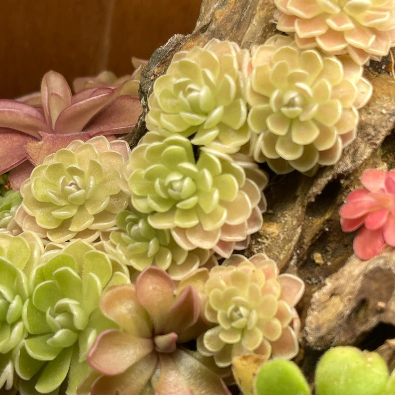 Pinguicula ehlersiae "Cotton Candy"