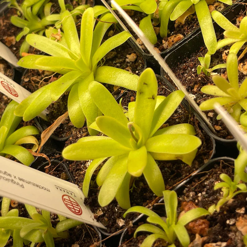 Pinguicula Moctezumae x Agnata