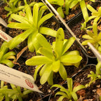 Pinguicula Moctezumae x Agnata