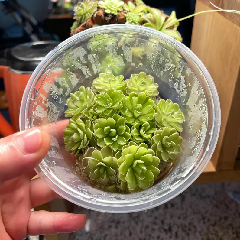 Pinguicula jaumavensis × cyclosecta - Tissue Culture, Large (12oz) Flask