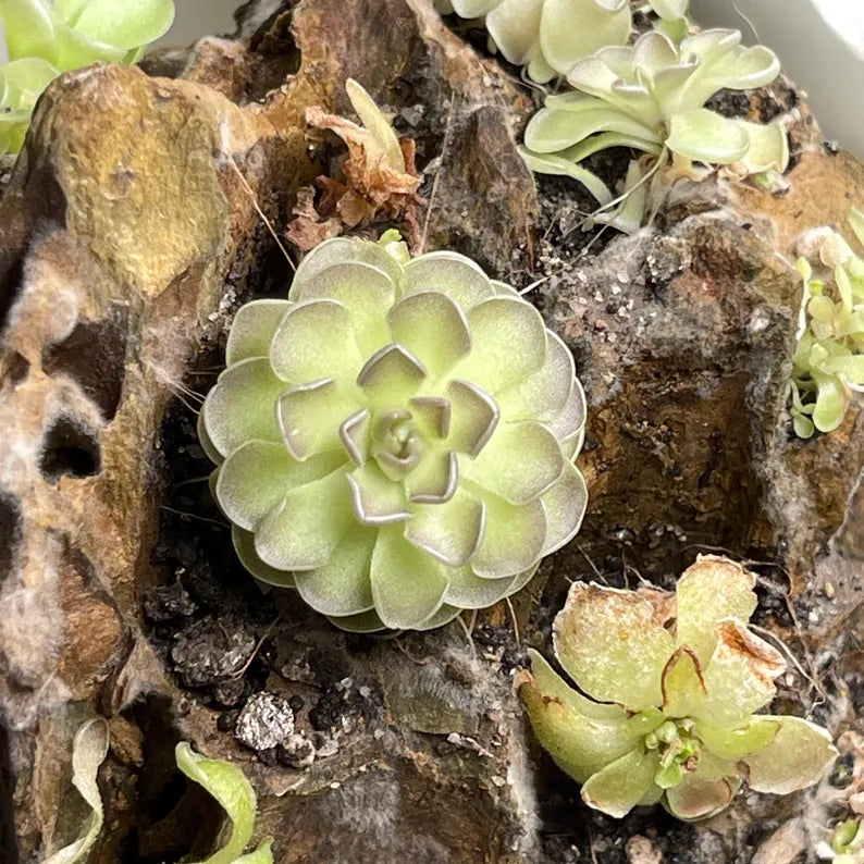 Pinguicula jaumavensis × cyclosecta - Tissue Culture, Large (12oz) Flask