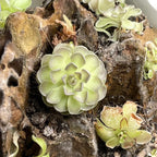 Pinguicula jaumavensis × cyclosecta - Tissue Culture, Large (12oz) Flask