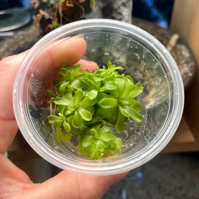 Pinguicula jaumavensis x cyclosecta - Tissue Culture, Small (5.5oz) Flask