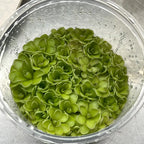 Pinguicula jaumavensis × cyclosecta - Tissue Culture, Large (12oz) Flask