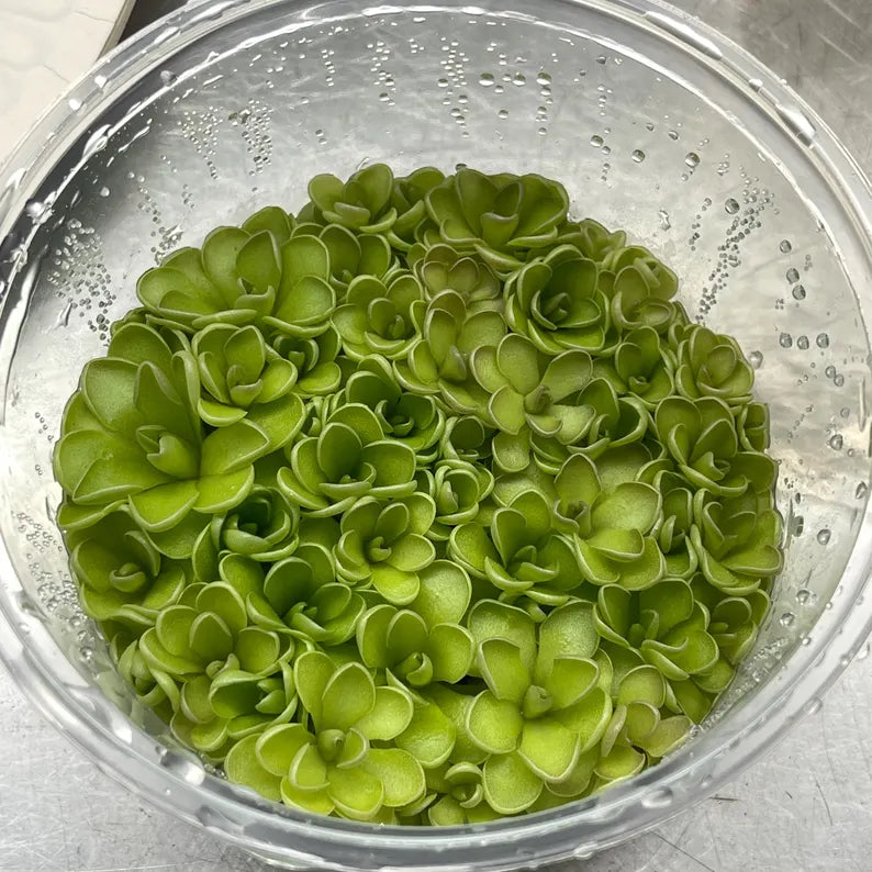 Pinguicula jaumavensis × cyclosecta - Tissue Culture, Large (12oz) Flask