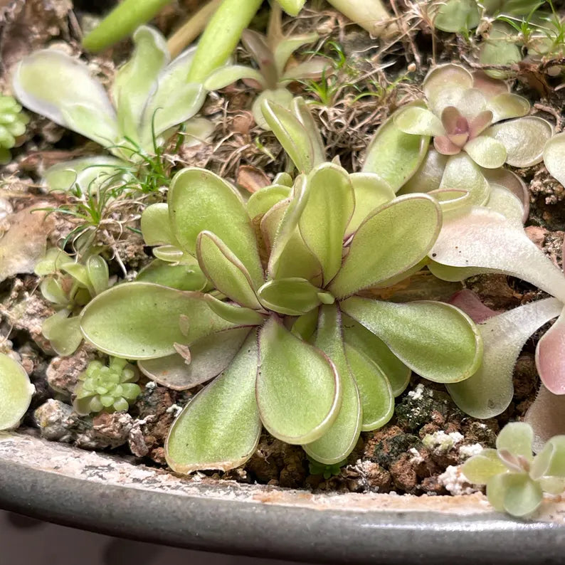 Pinguicula moranensis var. alba × emarginata - Tissue Culture,  Small (5.5oz) Flask