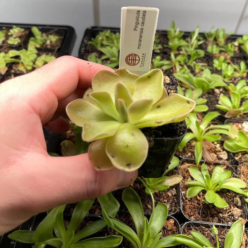 Pinguicula moranensis Caudata