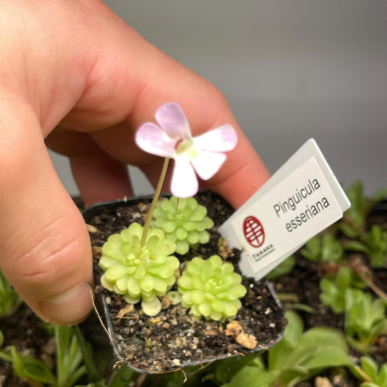 Pinguicula esseriana