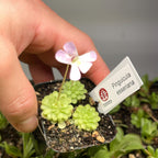 Pinguicula esseriana