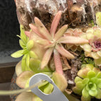 Pinguicula Aphrodite