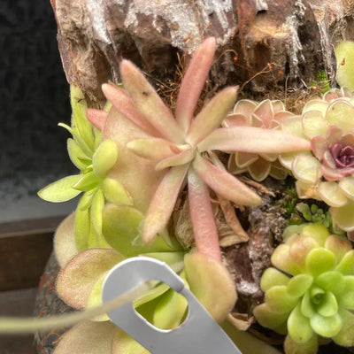 Pinguicula Aphrodite