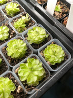 Pinguicula jaumavensis x cyclosecta