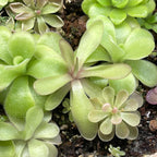 Pinguicula emarginata x moctezumae - Tissue Culture, Small (5.5oz) Flask
