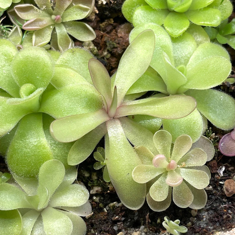 Pinguicula emarginata x moctezumae - Tissue Culture, Small (5.5oz) Flask