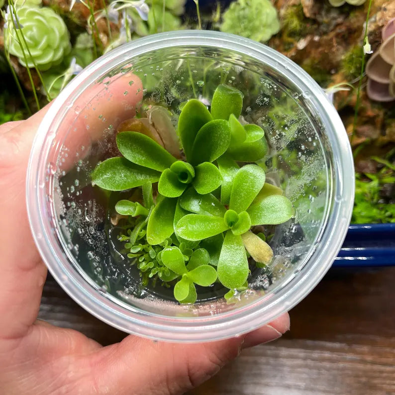 Pinguicula Alfred Lau #13 - Tissue Culture, Small (5.5oz) Flask