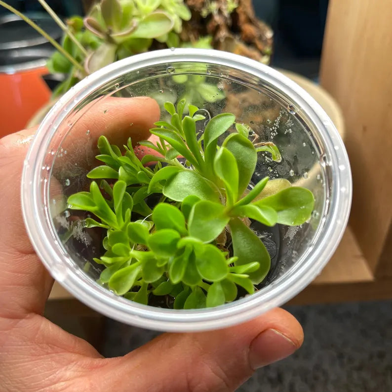 Pinguicula Riva - Tissue Culture Flask Small (5.5oz)
