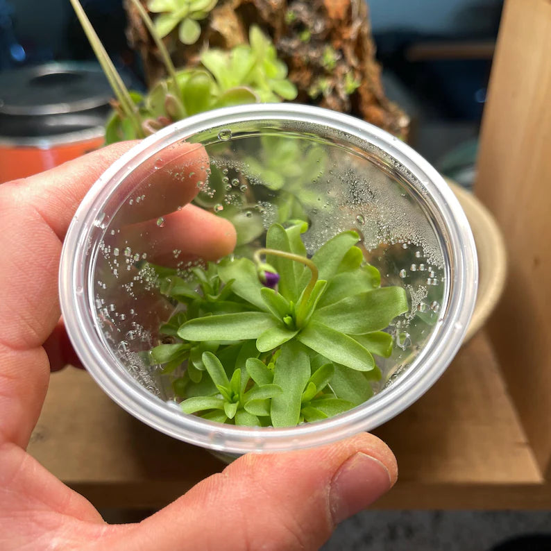 Pinguicula emarginata x moctezumae - Tissue Culture, Small (5.5oz) Flask