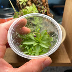 Pinguicula emarginata x moctezumae - Tissue Culture, Small (5.5oz) Flask