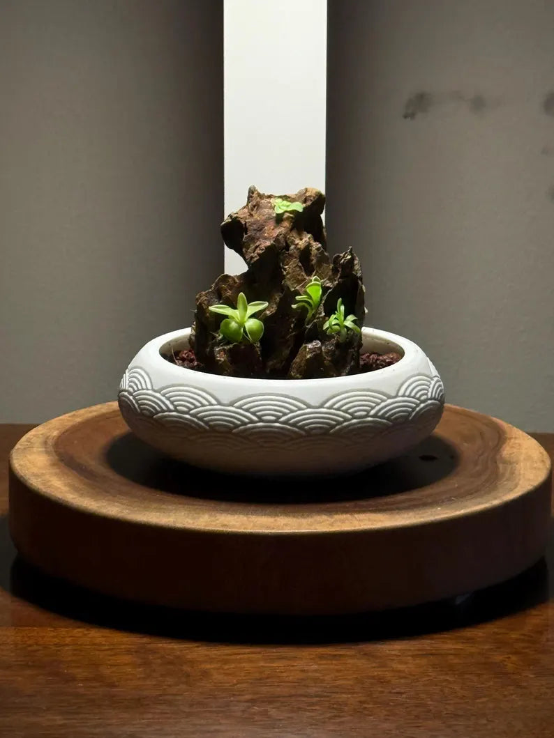 Mini Rock Display