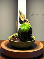 Mini Rock Display