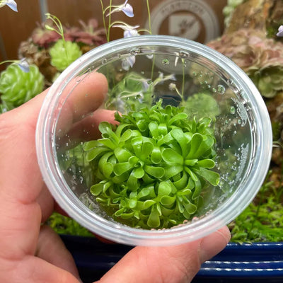 Pinguicula esseriana 