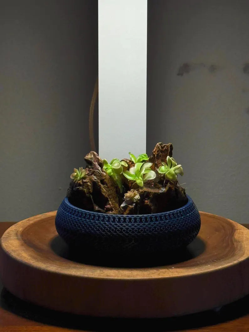 Mini Rock Display