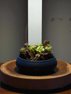Mini Rock Display