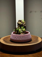 Mini Rock Display