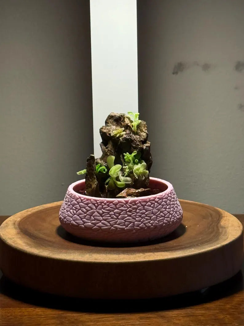 Mini Rock Display