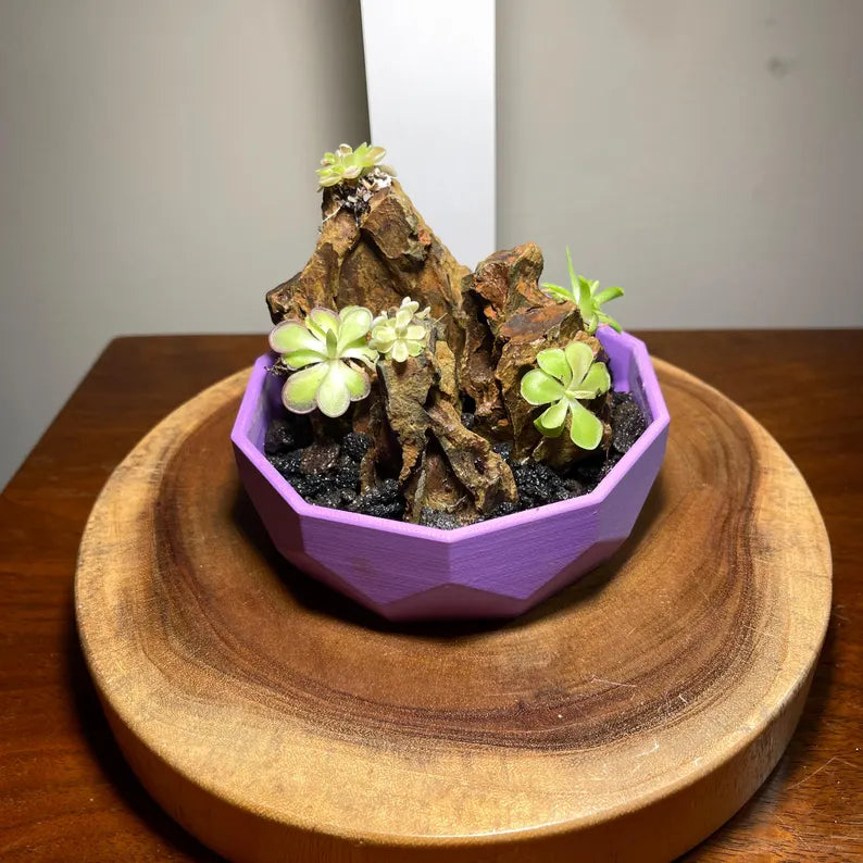 Mini Rock Display