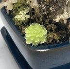 Pinguicula esseriana - Tissue Culture Flask, Large (12oz)