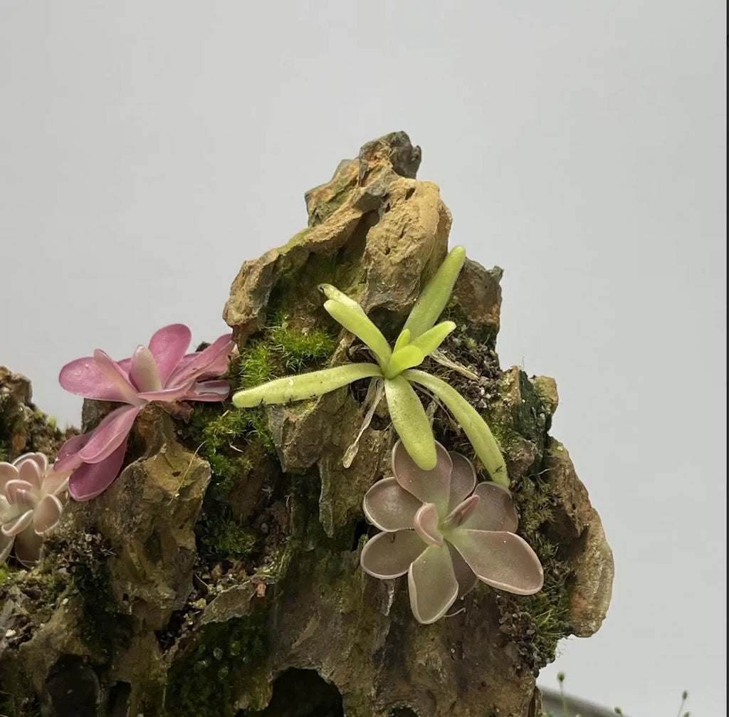 Pinguicula Martinezii x Moctezumae - Tissue Culture Flask, Large (12oz)