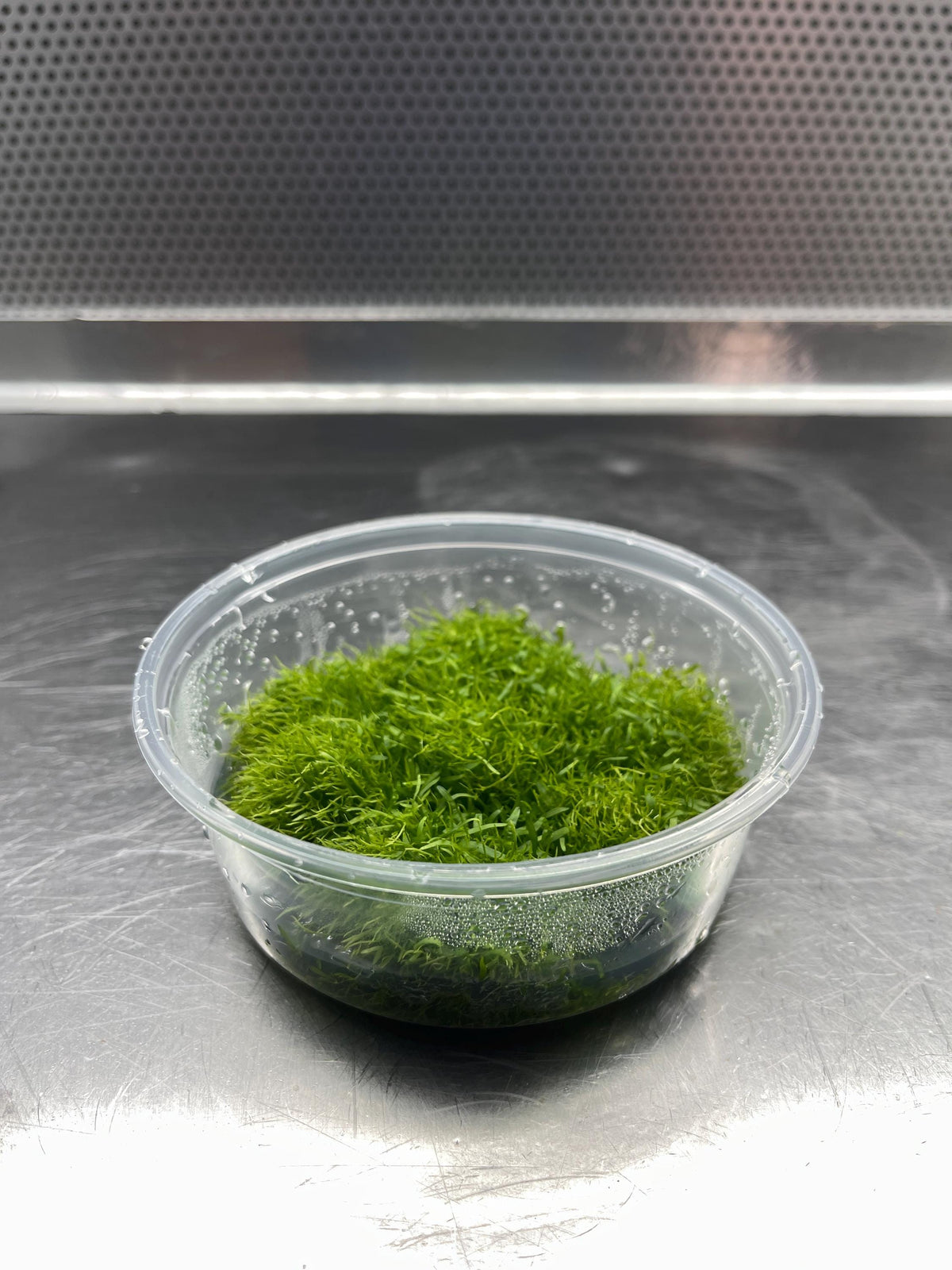 Utricularia Graminifolia Tissue Culture Extra Large Size - Aquarium Plant - Aquascape Carnivorous Plant - Aquatic Plant - Terrarium Plant