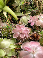 Pinguicula ehlersiae x mesophytica - Plant Tissue Culture Large (12oz)
