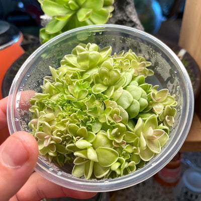 Pinguicula ehlersiae 