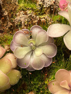 Pinguicula cyclosecta - Tissue Culture, Small (5.5oz) Flask