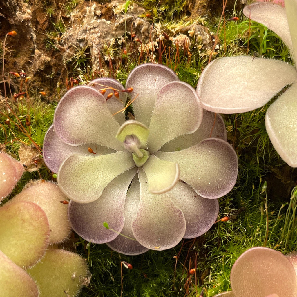 Pinguicula cyclosecta