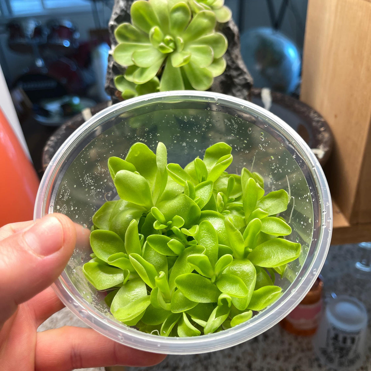 Pinguicula "Pirouette"- Tissue Culture Flask Large (12oz)