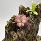 Pinguicula Johanna